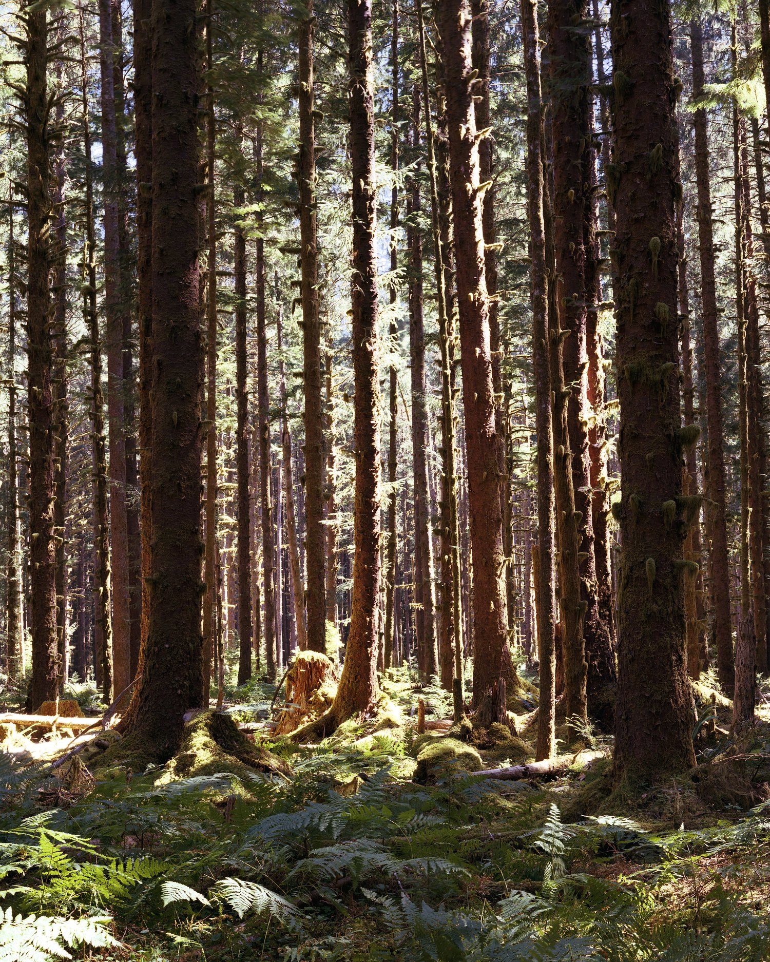 Sunlight through tall trees above a forest floor of ferns